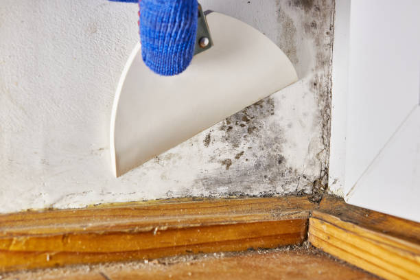 Best Residential Mold Inspection & Testing  in Elmwood, LA